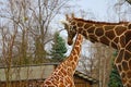 View of adult giraffes in the park