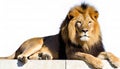 view of an adult male Lion - Panthera Leo - laying down and looking at the camera, isolated on white background Royalty Free Stock Photo