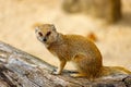 View of adult yellow mongoose, Cynictis penicillata, red meerkat Royalty Free Stock Photo