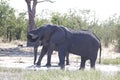 WATER DRIPPING FROM THE MOUTH OF AN AN AFRICAN ELEPHANT IN AFRICAN GRASSLAND Royalty Free Stock Photo