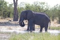 AFRICAN BUSH ELEPHANT AT A POOL OF WATER Royalty Free Stock Photo