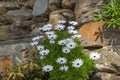 Bunch of african daisies in garden at springtime