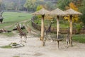 View of african giraffes walking