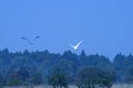 AFRICAN SPOONBILL AND GREY HERON TAKING OFF AGAINST BLUE SKY