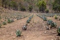 View of Agave plantation in Mexico. Royalty Free Stock Photo