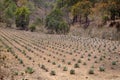 View of Agave plantation in Mexico. Royalty Free Stock Photo