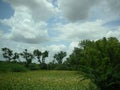 An agricultural farm in india Royalty Free Stock Photo