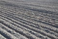 View of agricultural field which is sown Royalty Free Stock Photo