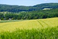 View on the agricultural fields with grain in Germany Royalty Free Stock Photo