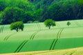 View on the agricultural fields with grain in Germany Royalty Free Stock Photo