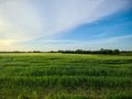 View of an agriculturally used field with green grass Royalty Free Stock Photo