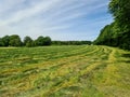 View of an agriculturally used field with green grass