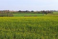 View of an agriculturally used field with green grass Royalty Free Stock Photo