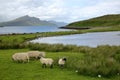 View from the An Aird peninsula towards the mountain Ben Tianavaig with sheep in the foreground, Isle of Skye, Highlands, Scotland Royalty Free Stock Photo