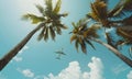 A view of an airplane flying across the clear sky and coconut trees Royalty Free Stock Photo