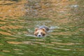 A view of an Alaskan brown bear swimming closer in the waters of Disenchartment Bay close to the Hubbard Glacier in Alaska Royalty Free Stock Photo
