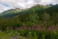 View of Alaskan Mountain Range in Denali National Park, Alaska Royalty Free Stock Photo