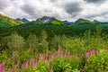 View of Alaskan Mountain Range in Denali National Park, Alaska Royalty Free Stock Photo