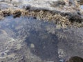 The view of algae and shells in a rock pool at low tide.