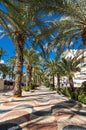 View of alley of palm trees in Alicante Royalty Free Stock Photo