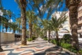 View of alley of palm trees in Alicante Royalty Free Stock Photo