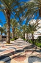 View of alley of palm trees in Alicante Royalty Free Stock Photo