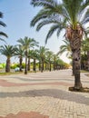 View of alley with palm trees in Alicante, Spain. Empty alley with palm trees, nobody Royalty Free Stock Photo