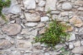 View of alley with stone wall and flowered bush in Saint-Paul-de-Vence, a lovely well preserved medieval hamlet near