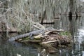 Alligator and cypress trees in Lake Martin, Louisiana