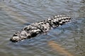 A view of an Alligator in Florida Royalty Free Stock Photo
