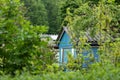 view into a allotmant gardens, hedges left and right, roof of tiny houses