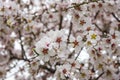 View of almond tree blooming with beautiful flowers in february in the Algarve region, Royalty Free Stock Photo