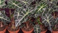 View of Alocasia polly or ear of an elephant- the plant of oriental origin