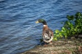 View of an alone duck on the lake bank