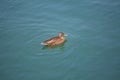 View of an alone duck swimming in the lake