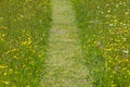 Looking along a grass pathway through a wildflower meadow, with selective focus Royalty Free Stock Photo