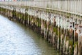 View along a line of worn old wooden supports for an old jetty showing leading lines