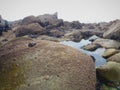 View along rocks, algae, sea, pebble and sea creatures