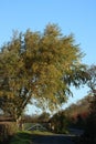 View along rural lane on sunny autumn day