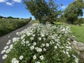 View on, Spinksbum Lane in, Fewston, Harrogate, UK