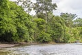 A view along the vegetated banks of the Tortuguero River in Costa Rica