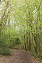 Woodland footpath in spring Beetham Fell Cumbria