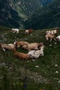 View on alpine cows on green grass in mountains