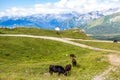 View of the Alps with a herd of cattle