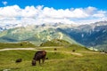 View of the Alps with a herd of cattle