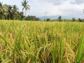 view of rice field in suburbian