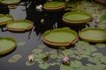 Beautiful Amazon Waterlily Pan Shaped Pad