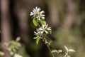 View of Amelanchier, shadbush,