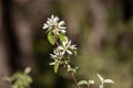 View of Amelanchier, shadbush,