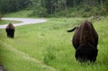 View of American bisons grazing in the green grass field by the road Royalty Free Stock Photo